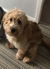 Puppy support group 3