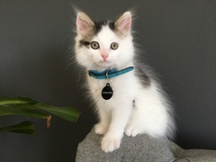 Show Us Your Pets!