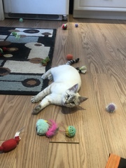 Show Us Your Pets!