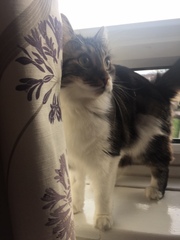 Cat litter delivery?