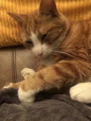 Show your cat photos