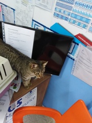Cat causes woman to lose job and Facebook friends (not my cat!)