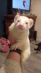Show Us Your Pets!