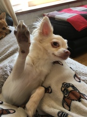 Show Us Your Pets!