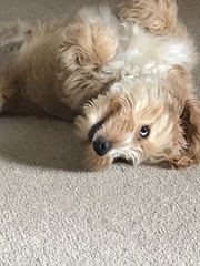 Puppy support group 3