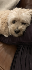 Whose dog is the cutest?