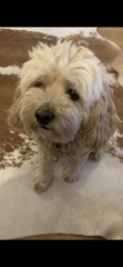 Whose dog is the cutest?