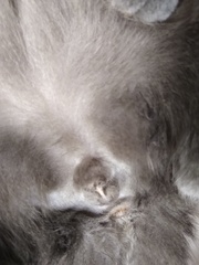 AIBU to want veterinary advice?