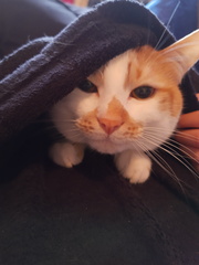 Show Us Your Pets!