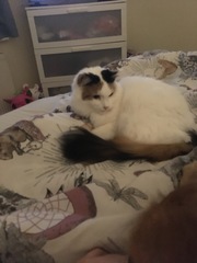 Show Us Your Pets!