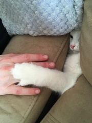 Show Us Your Pets!