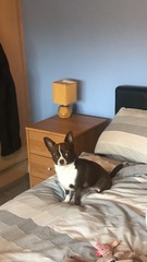 Let’s share photos of our beloved pets!!