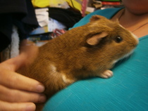 Guinea pig birthday party