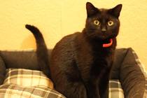Let’s share photos of our beloved pets!!