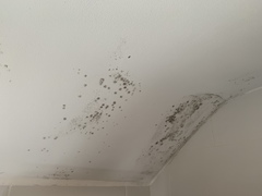 Condensation and mould in 1930s semi