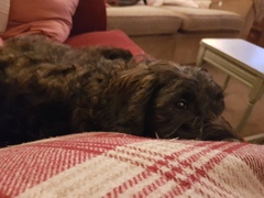 Let’s share photos of our beloved pets!!