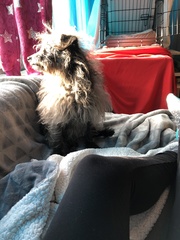 Dogs on the sofa