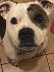 Let’s share photos of our beloved pets!!