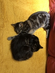 Cat chat - The Ollie and Paws show, with extra Little K drama