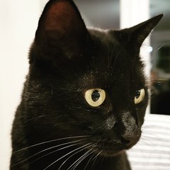 White cats - can I please see yours