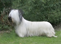 AIBU about "designer" dogs