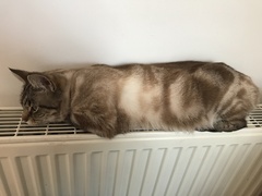 Show Us Your Pets!