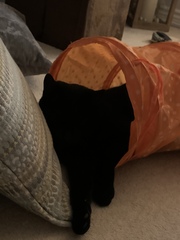 Show your cat photos