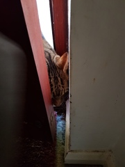 Thug Cat part 2. What, has this thing appeared again tonight?