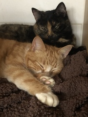 Show Us Your Pets!