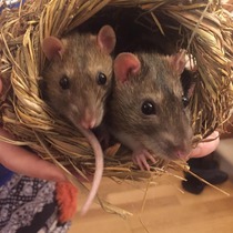 Show Us Your Pets!