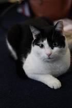 Let’s share photos of our beloved pets!!