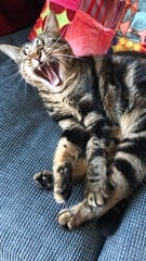 Show Us Your Pets!