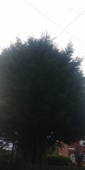 What can we do about neighbours tree
