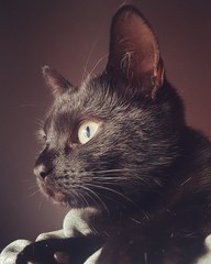 Show your cat photos