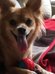 Show Us Your Pets!