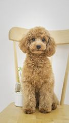 Buying a cockapoo
