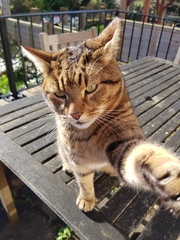 Thug Cat part 2. What, has this thing appeared again tonight?