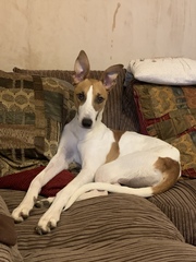 Show Us Your Pets!