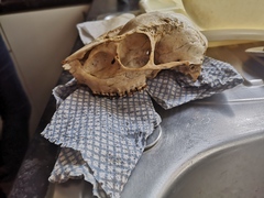 Identify this skull