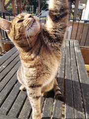 Thug Cat part 2. What, has this thing appeared again tonight?