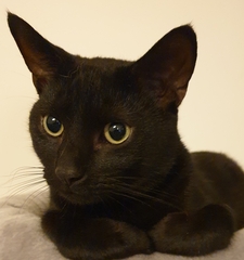 Show your cat photos
