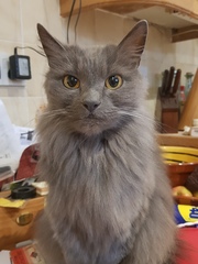 Show your cat photos
