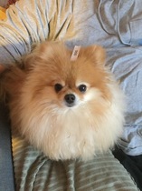 Show Us Your Pets!