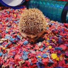 Show Us Your Pets!