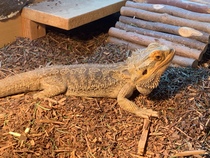 Let’s share photos of our beloved pets!!