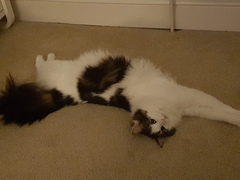 Show your cat photos