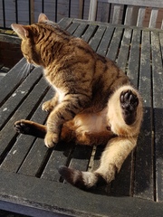 Thug Cat part 2. What, has this thing appeared again tonight?