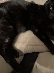 Any ideas why my cat has suddenly got bald patches?