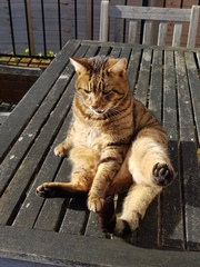 Thug Cat part 2. What, has this thing appeared again tonight?