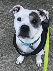 Let’s share photos of our beloved pets!!